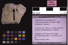Foto (Objekt + Etiketten) von Lecythocaris paradoxa (von Meyer, 1858) (NHMW-GEO-1990-0041-0134)